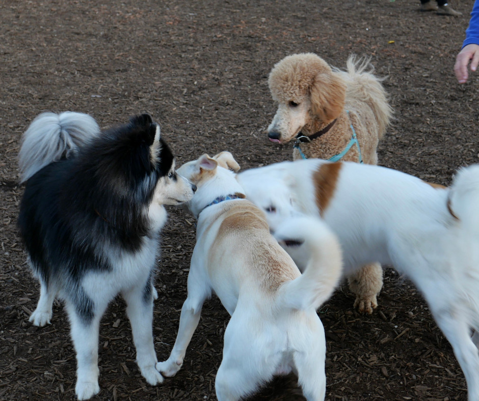 Everyone deserves a little outdoor time. 🐕🐕📍#greatbarkdogpark #whatmakeslafayettegreat