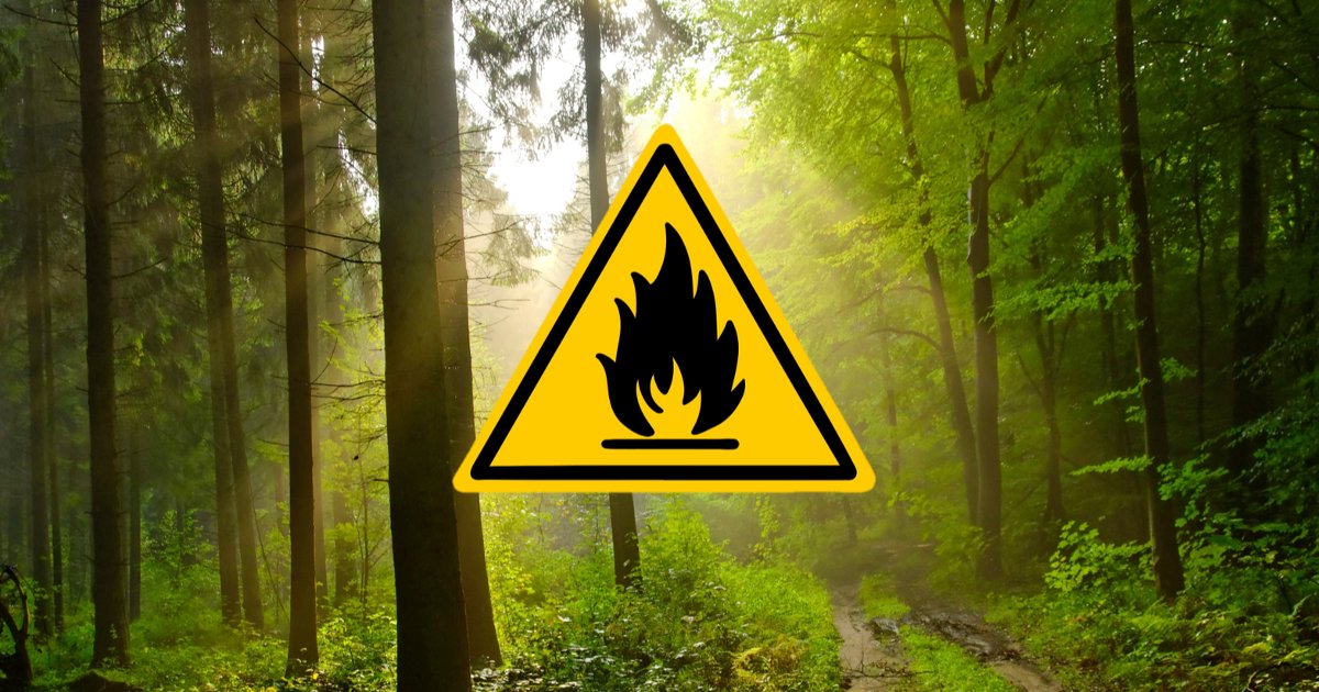 AggloSeineEure's tweet photo. 🔥 Risque TRES élevé de #feu en #forêt de #BordLouviers ce 𝐉𝐄𝐔𝐃𝐈 𝟏𝟏 𝐀𝐎𝐔̂𝐓 🔥 Les #travaux mécanisés seront interdits, fermeture des #RoutesForestières automobiles et pas de #manifestation rassemblant du public ! ⚠️⛔ #prudence #respect #GestesPréventifs #SeineEure https://t.co/wXQwBFBJ66