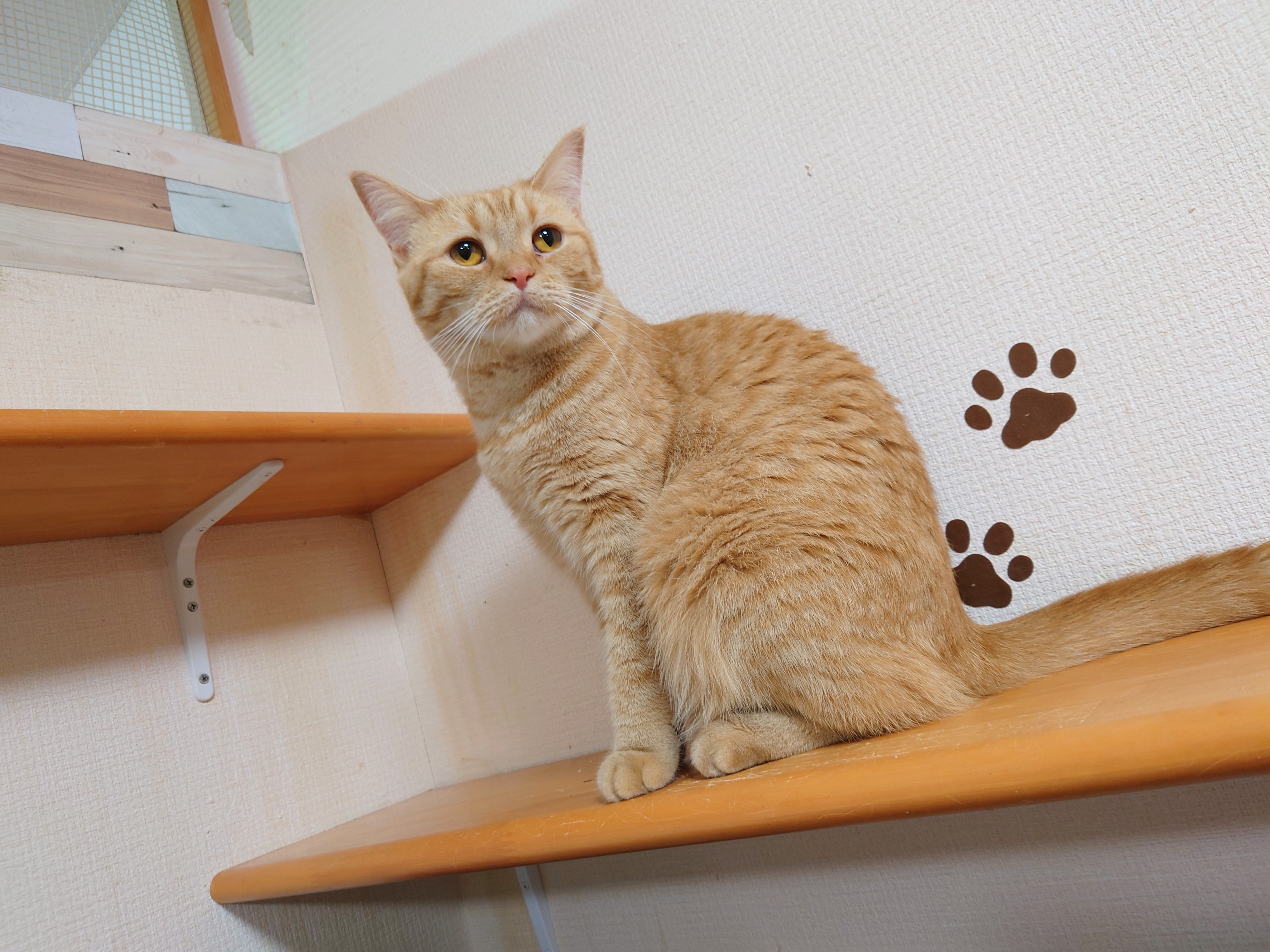 アミューズパーク福島 猫カフェ Kscapf03 Twitter