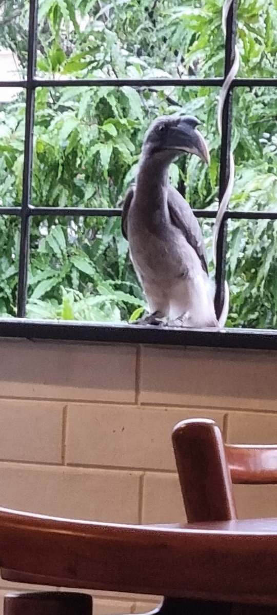 UrbanSantury's tweet photo. @ParveenKaswan #IndiAves #IndianGreyHornbill @fpjindia @mid_day #mumbai loveky looking full grown adult enjoying on my window, jst few feet away frm m. V bth looking at each other. https://t.co/Mjh3ChNwjD