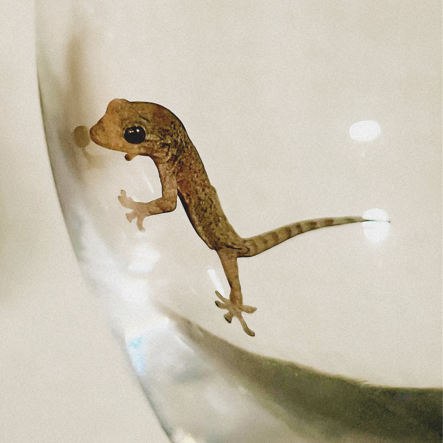 戦いたくない鮎 壁ちょろが部屋に侵入してたので 捕獲して野に放ちました 尊い 家の守り神様よ来てくれて感謝 福岡では ヤモリではなく壁ちょろです フレンドに福岡県民がいたら 壁ちょろわかる と聞いてみてください きっと即答されます