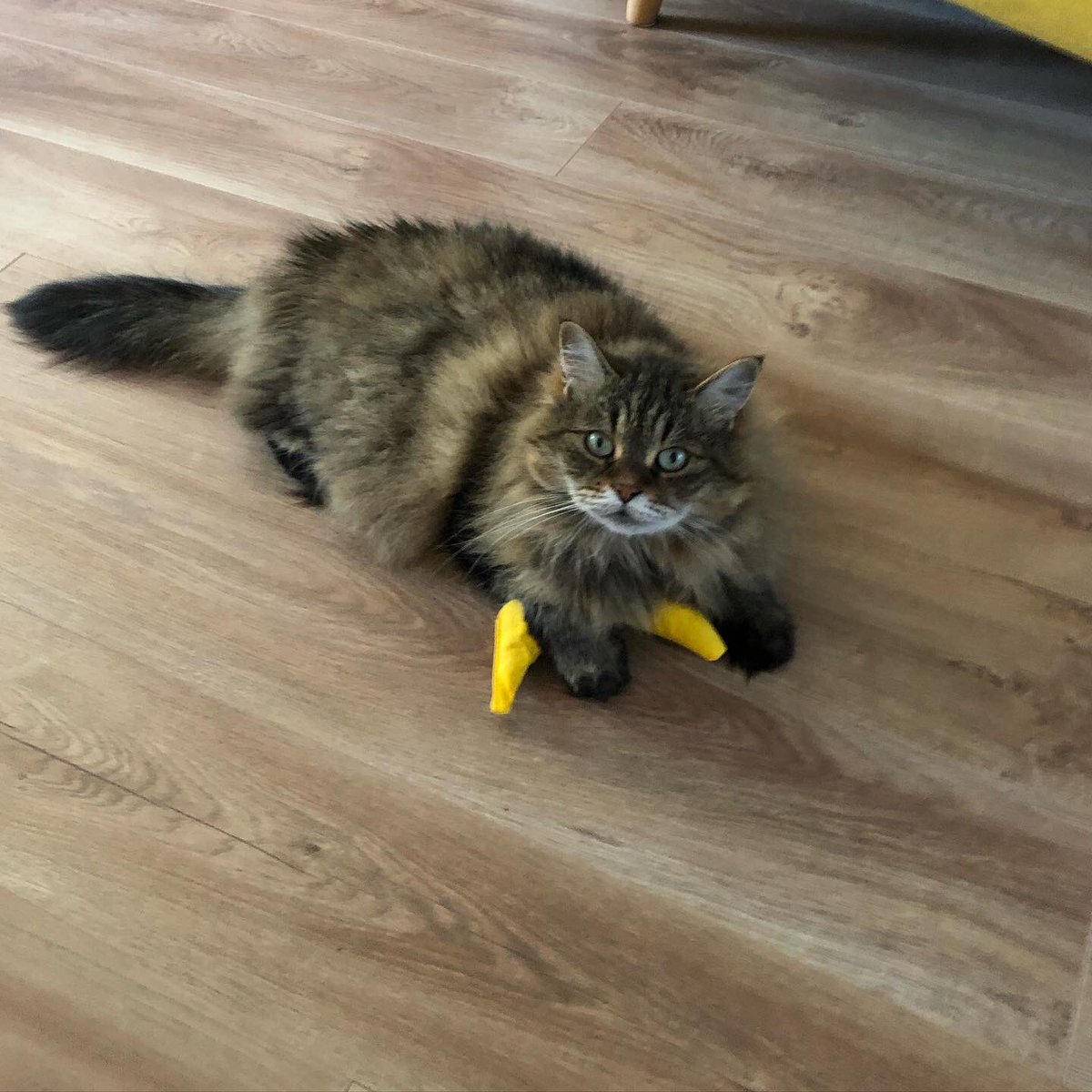 Gwenthebabber's tweet photo. It’s my birthday and I’ve been given a catnip banana. It’s the least I deserve for being perfect for 6 whole years. https://t.co/qka4fNlZ4b