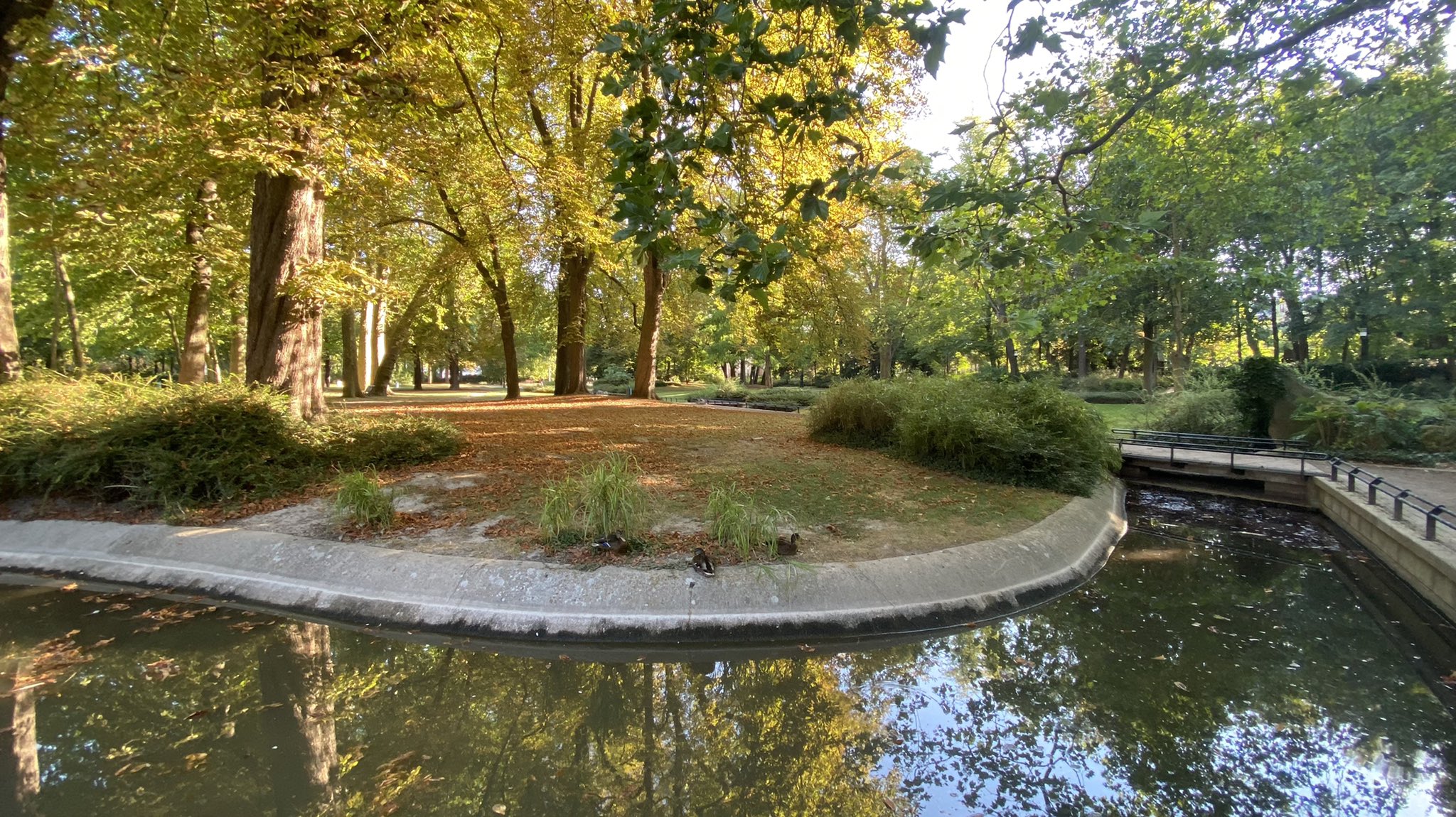 香田有絵 ランスの公園 暑さと乾燥で葉が落ち 秋のような色合いになっているところがある T Co Jkxu8n2kp8 Twitter