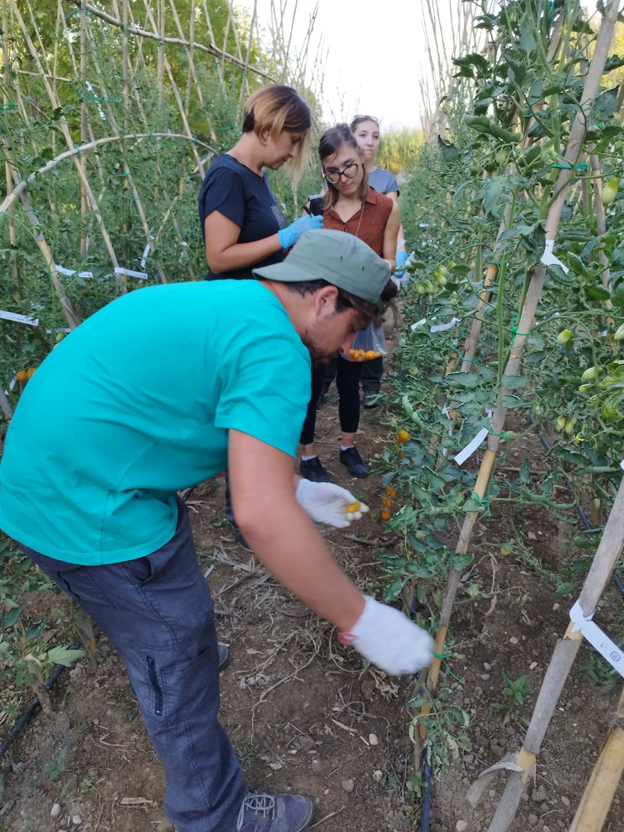 matteo_petitti's tweet photo. 🍅 #participatory selection of #orange @harnesstom #tomato population with @unitusviterbo and @retesemi at https://t.co/tm4DriT9Xi - #Year2

#BreedingABrightFuture 
#CitizenScience
#OrganicHeterogeneousMaterial
#OHM
#ClimateCrisis https://t.co/iwAw6P3w3g