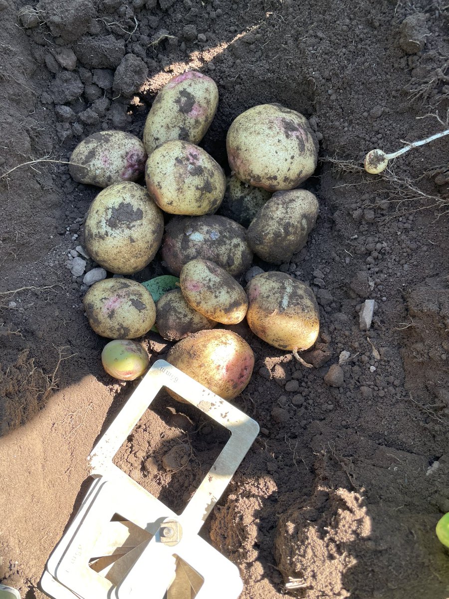 We pumped water 2 miles, under a main road and a railway to this field and there’s nothing over 65mm yet. It’s getting a tad worrying.