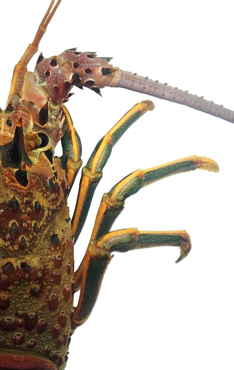 Kaitlyn Lowder, PhD tweet media