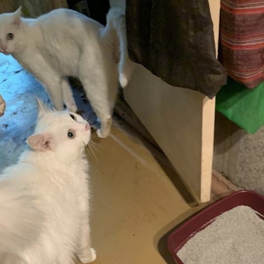 ‼️SOS‼️
Этим двум пушистикам очень нужна передержка! 
Сегодня умерла их хозяйка, а уже завтра будут опечатывать квартиру…
Телефон для связи: 8 916 186 20 56, Ольга