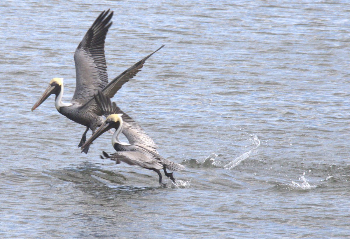 And they're off!! #brownpelicans #adventuring #birding