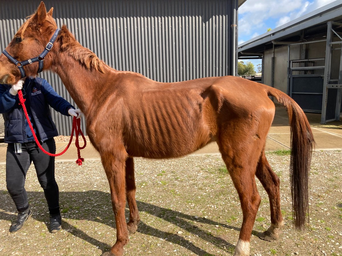 RSPCA SouthAustralia tweet media