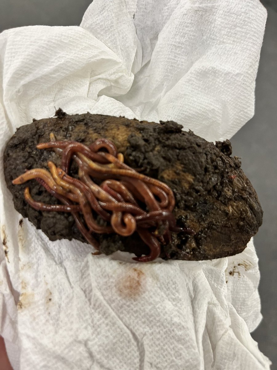 Jennifer Alexander (@grade2garden) on Twitter photo Today we found mushrooms growing in the garden behind our beautiful green lettuce. We also checked on some of our worms (sitting on what is left of a mango seed). The Pines are really excited to try some of these veggies. <a href="/StRitaOCSB/">St. Rita School</a> <a href="/ONFE_ROPE/">Ottawa Network for Education</a> #classroomgardens #ocsbDL Today we found mushrooms growing in the garden behind our beautiful green lettuce. We also checked on some of our worms (sitting on what is left of a mango seed). The Pines are really excited to try some of these veggies. <a href="/StRitaOCSB/">St. Rita School</a> <a href="/ONFE_ROPE/">Ottawa Network for Education</a> #classroomgardens #ocsbDL