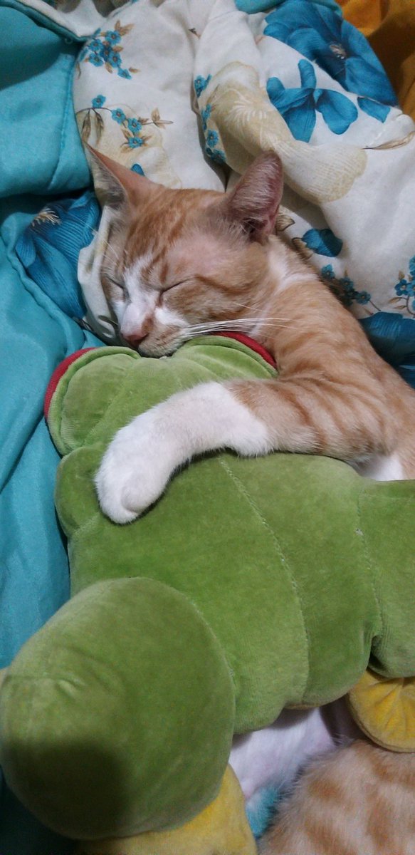 ﹒𝐊hael tweet media