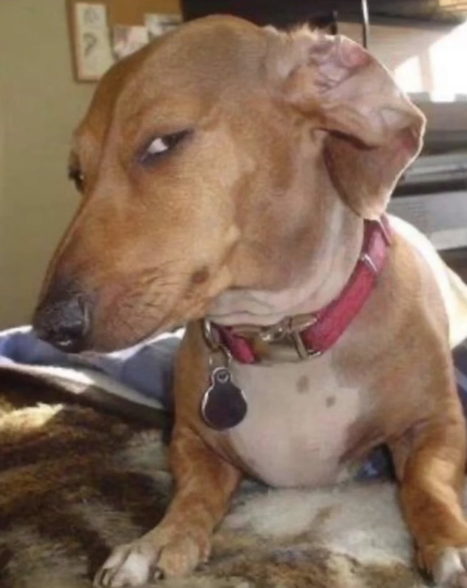 cleevlund's tweet image. literally live twitch.tv/cleevlund