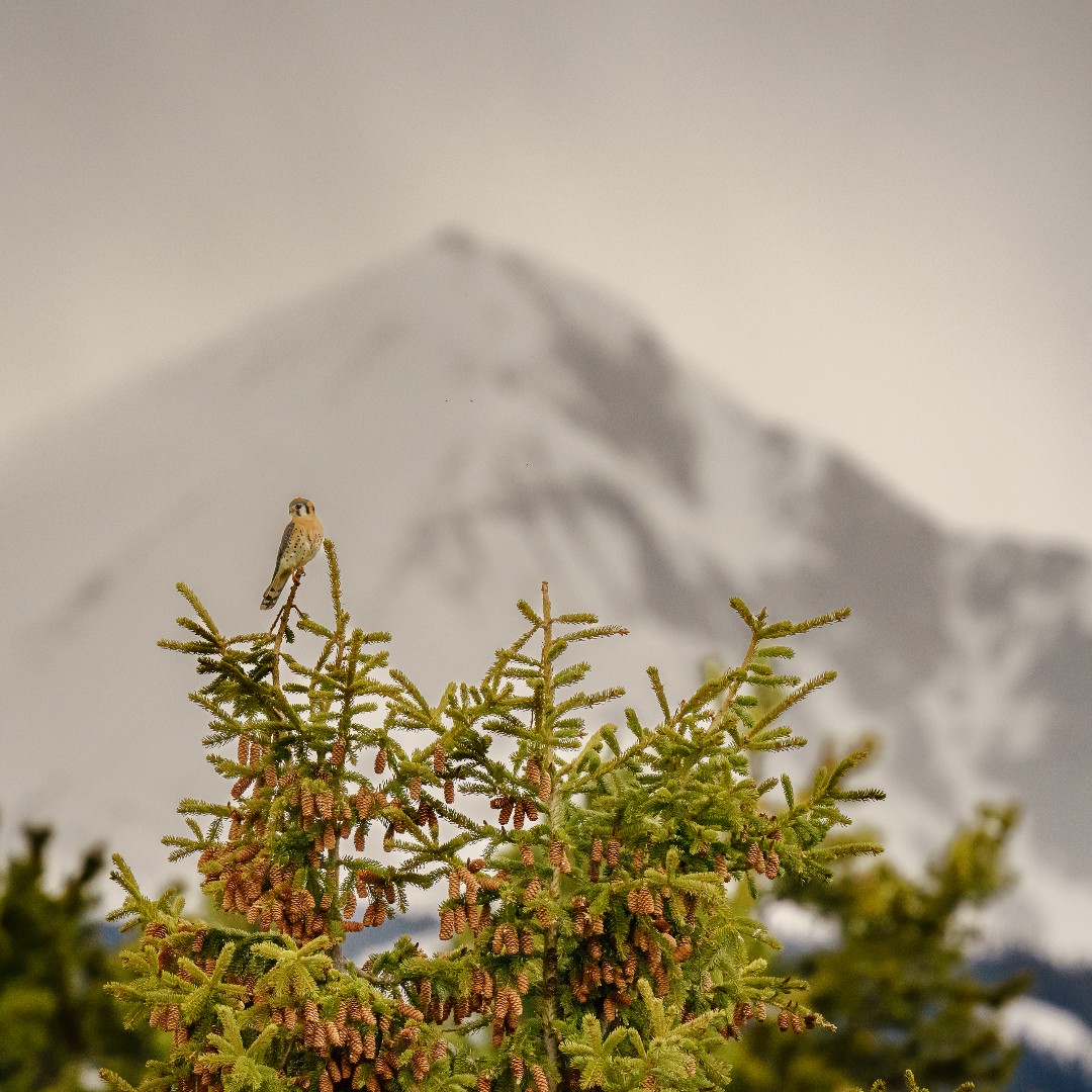 Visit Big Sky MT tweet media