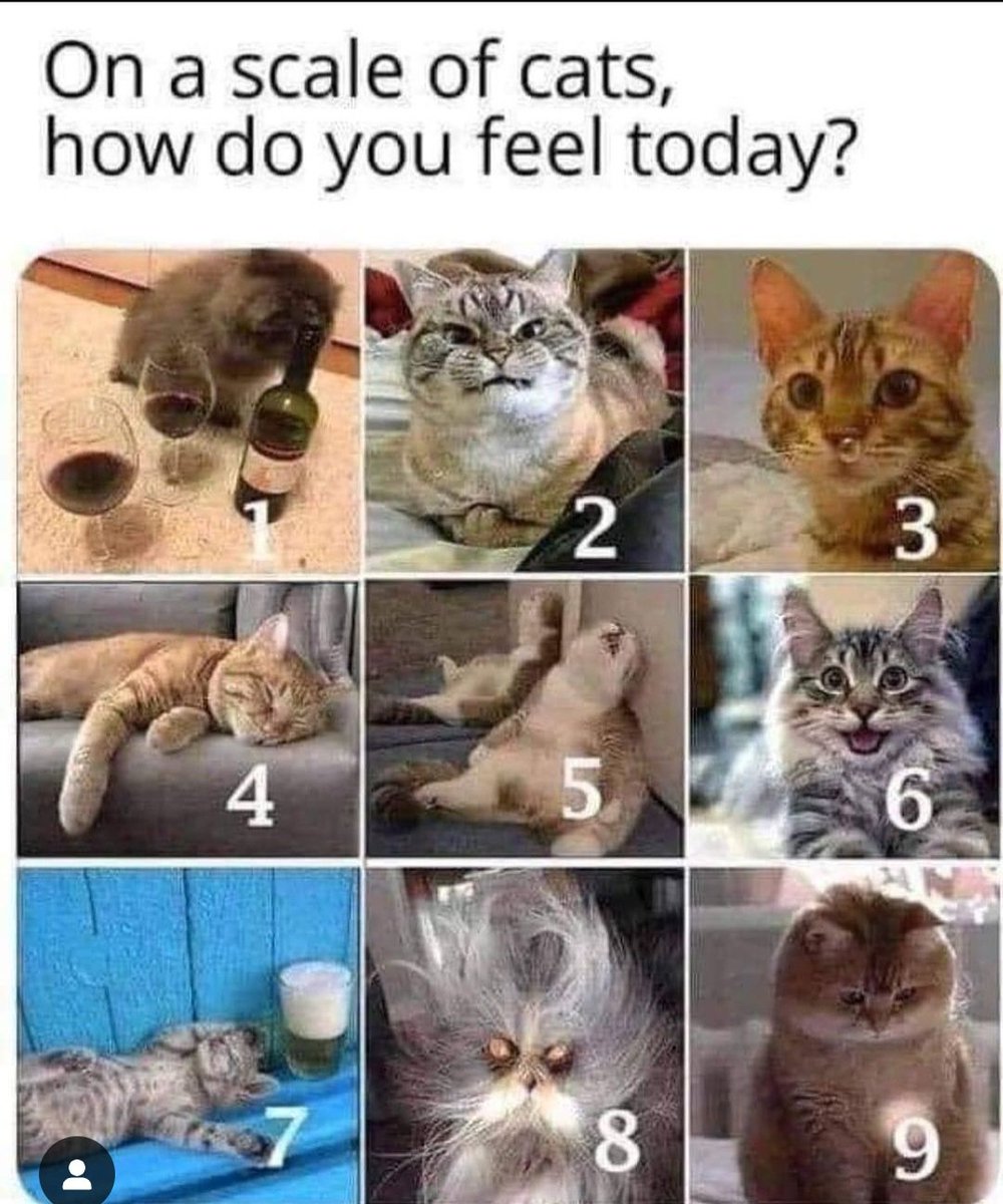 Bushwando's tweet image. 5 i think