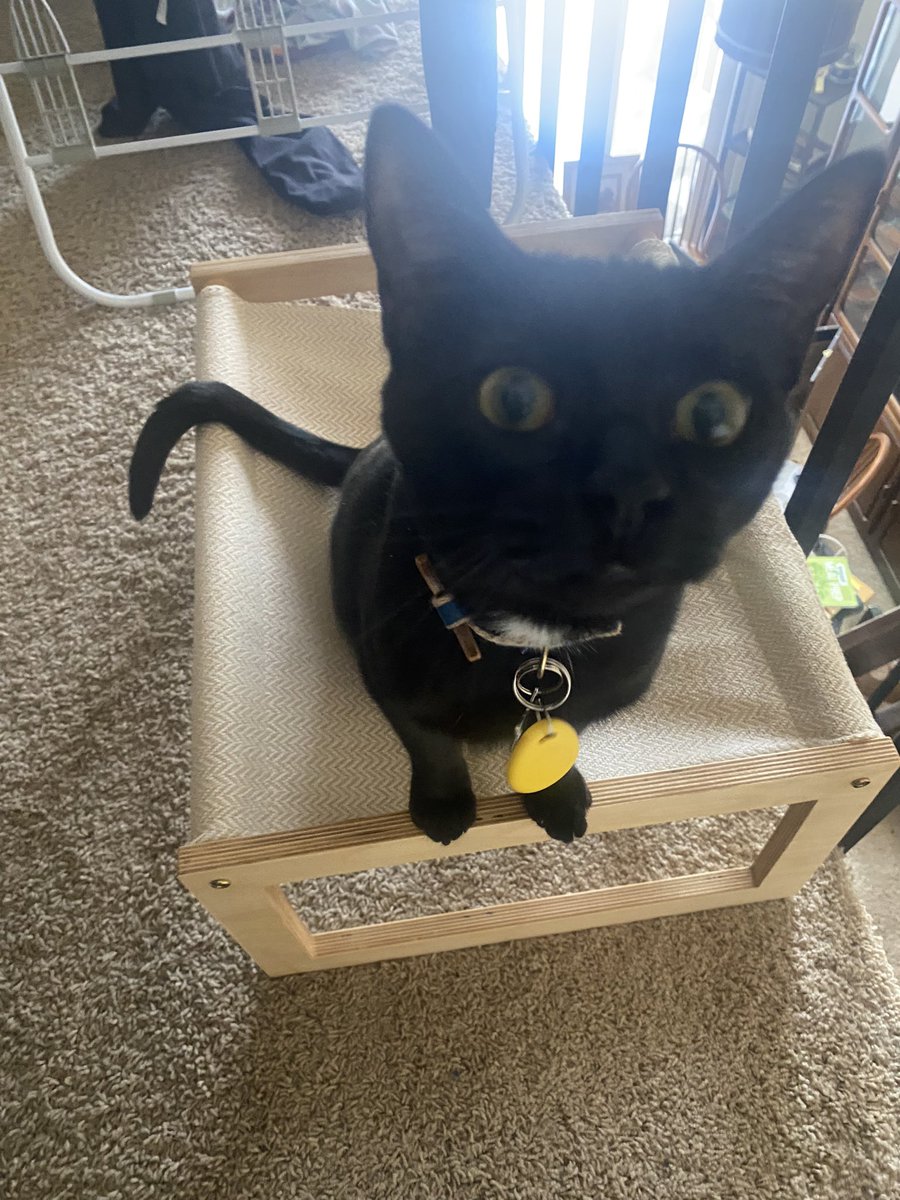 jolenecatto's tweet photo. Kitten gotted an. Hammick https://t.co/UwcvLj61V5