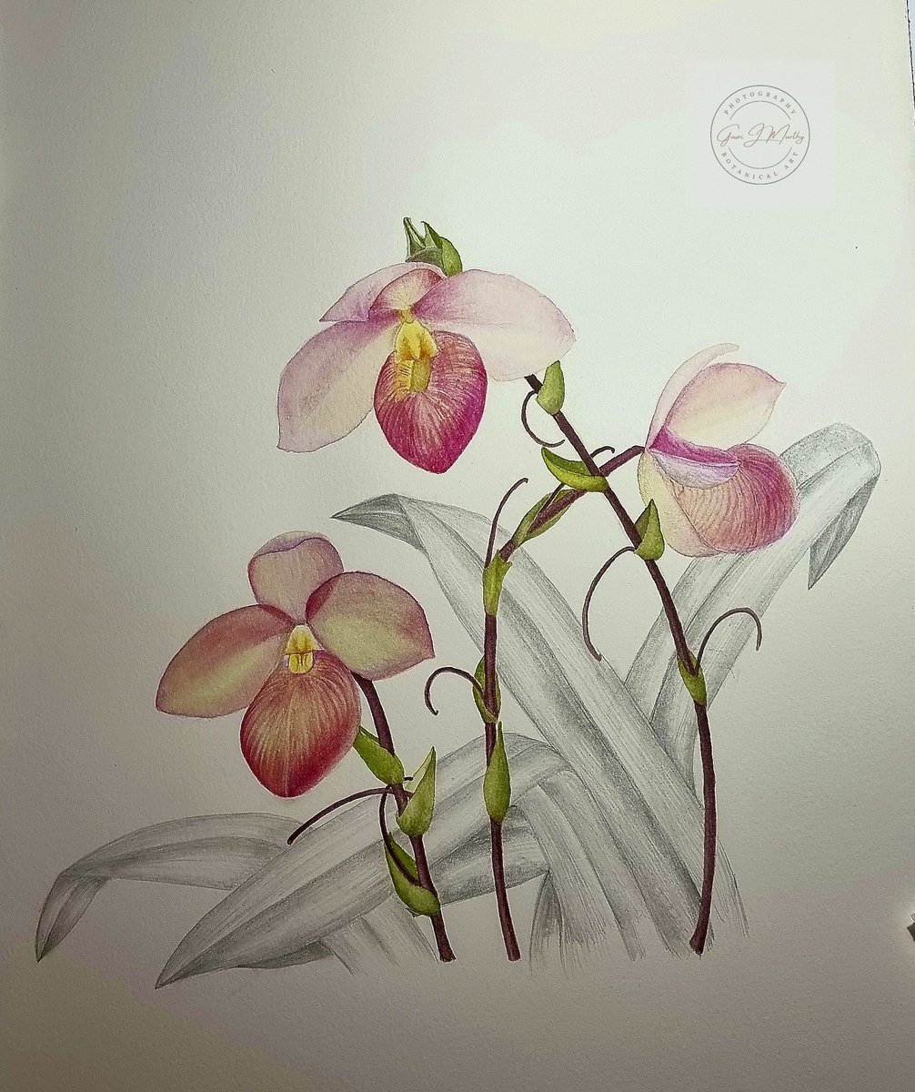 Whispers of pink. 

Phragmipedium hanne popow. 
#Watercolor and #graphite on #saunderswaterford paper.
This was a quick one before I think about my diploma portfolio work.

#orchids #botanicalart #illustrationart