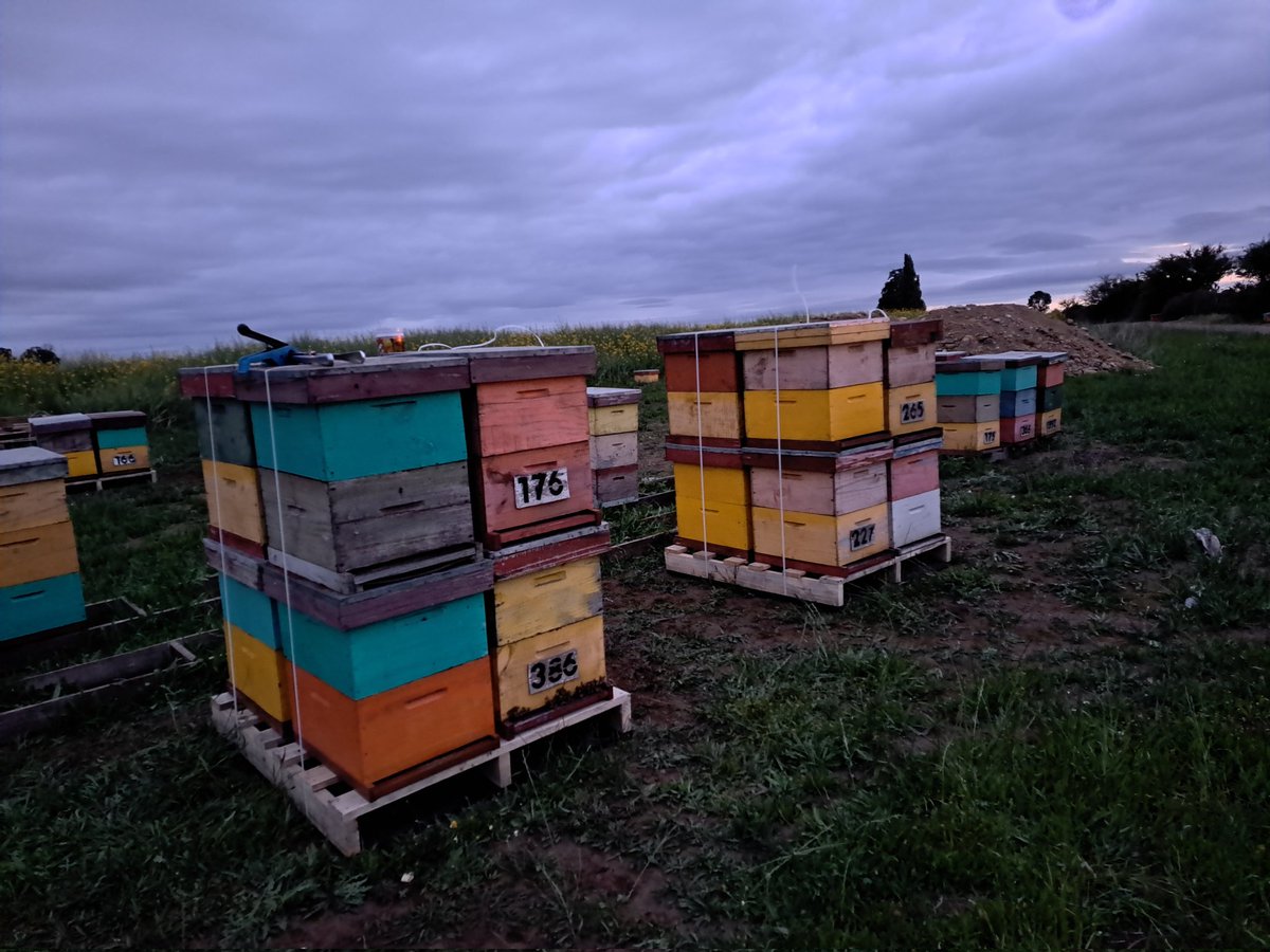 Estamos atrasados!!! Por lo mismo aceleramos la marcha en el traslado! 🐝🐝🐝