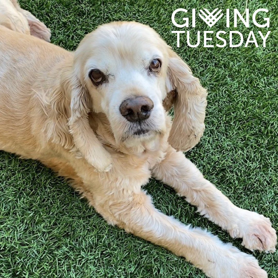 Giving Tuesday is less than 12 hours away but you don't have to wait to make a donation that will help us save twice as many lives! Give at sdhumane.org/GivingTuesday and your generosity will go TWICE as far for animals in need thanks to a $50,000 match from <a href="/TheJEMProject/">The JEM Project</a>💙