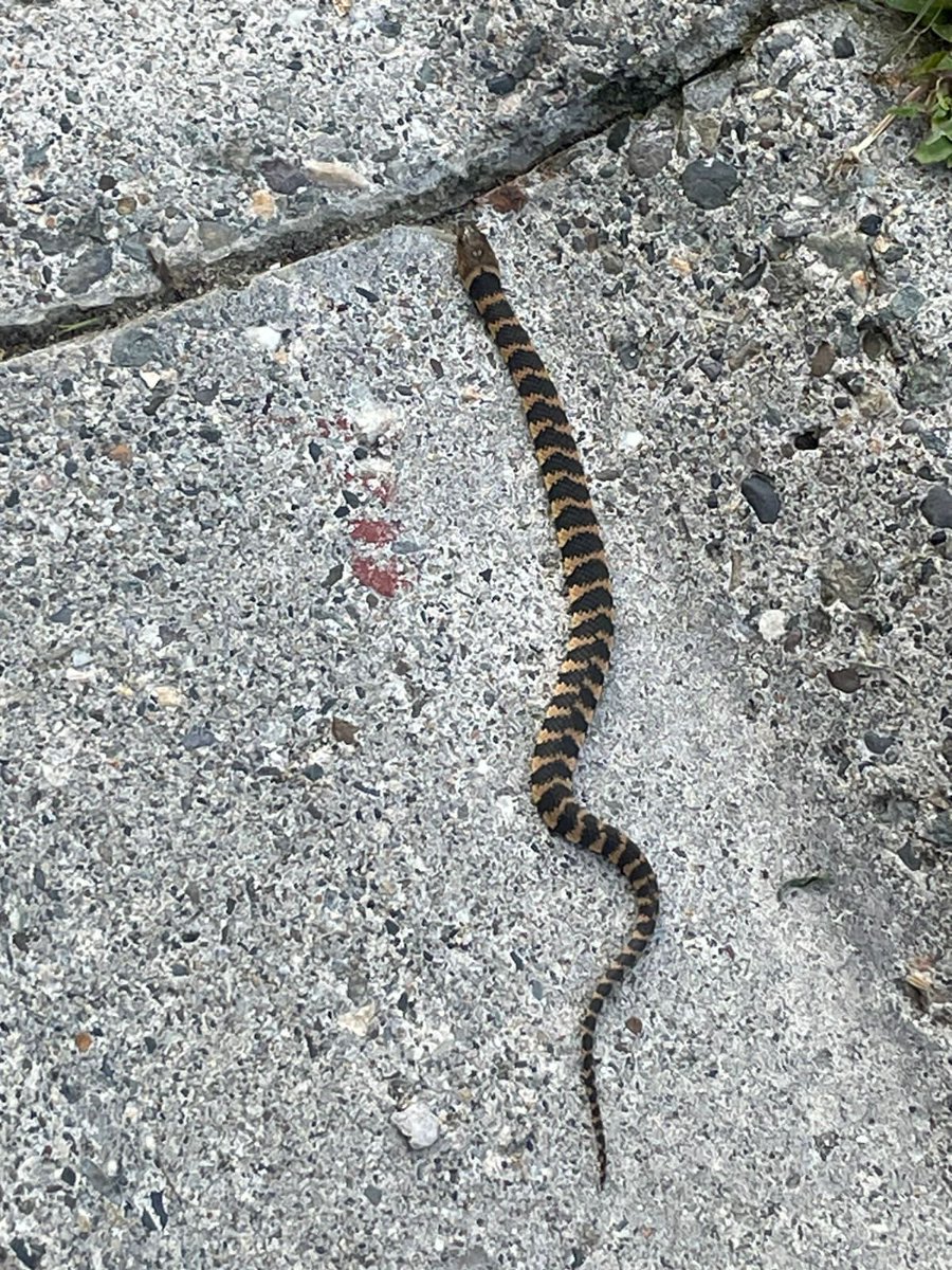 Angelica tweet media