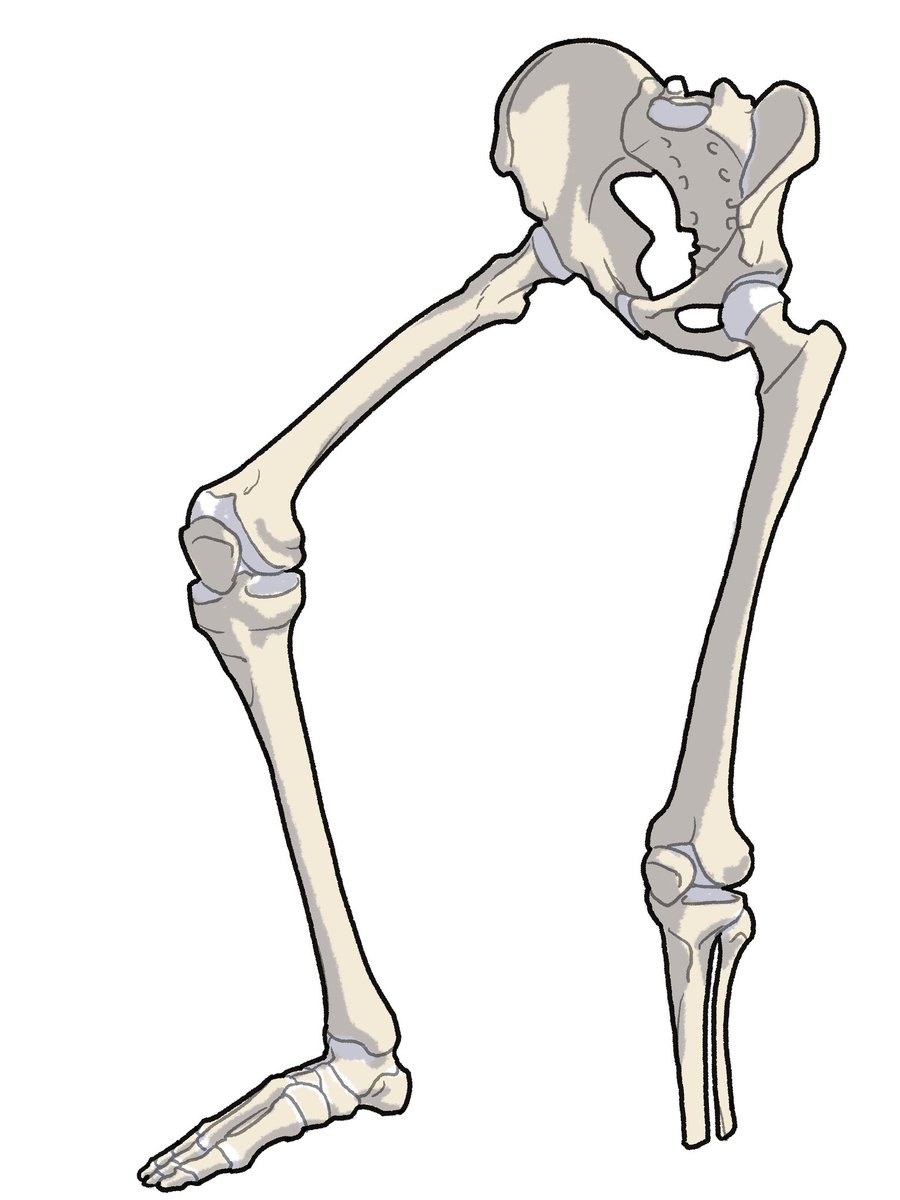 skeleton bone no humans white background simple background solo general  illustration images