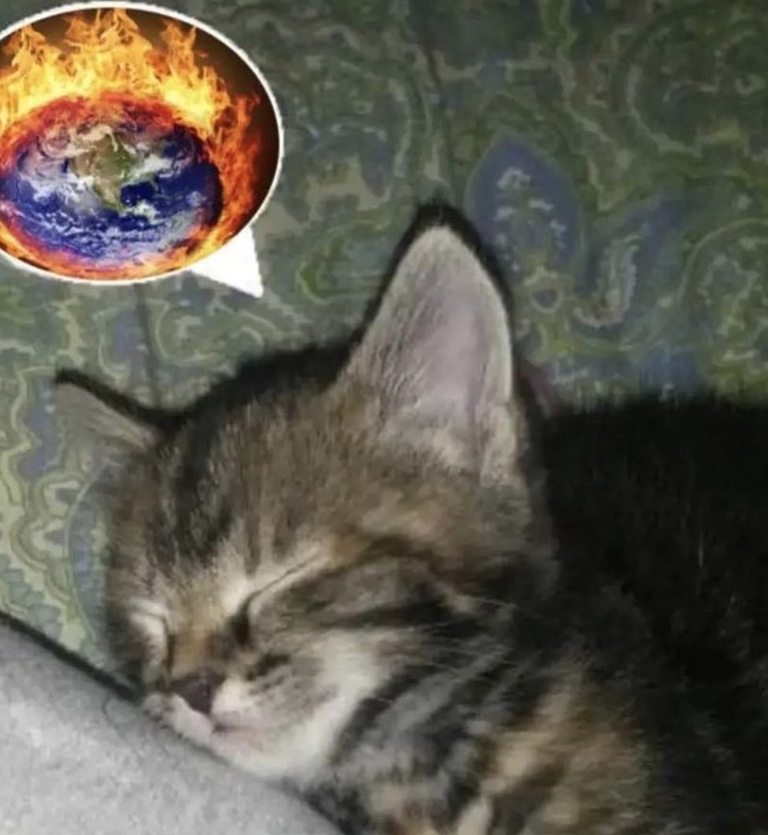 Catsillyness's tweet photo. https://t.co/uN1cSxDgZ7