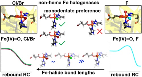 Inspired by questions from @JCLewisLab, <a href="/Vyshnavi_1812/">Vyshnavi Vennelakanti</a> applied a computational lens to some potential explanations for why non-heme Fe halogenases, despite their impressive repertoire, don’t fluorinate C–H bonds! Now in <a href="/InorgChem/">Inorganic Chemistry</a>!
doi.org/10.1021/acs.in…
