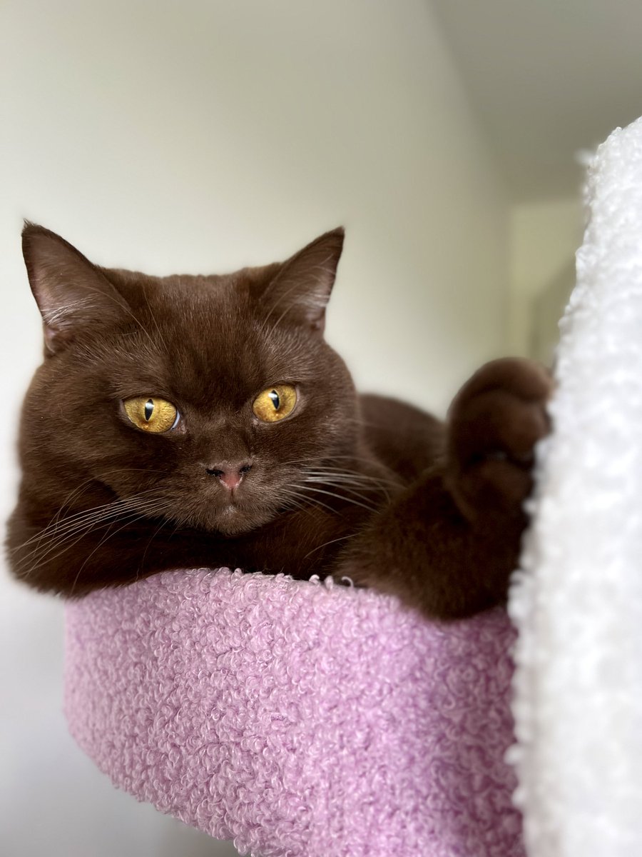 cherrypudding26's tweet photo. How is everyone? 🤎
#cats https://t.co/d7ph05gruS
