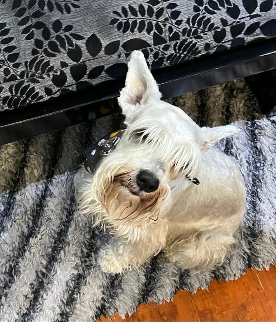 eliull's tweet photo. Koda #LaMascotaDeMiVida así como nunca imaginé verme perdidamente enamorada de un perrito, tampoco quiero ni pensar en el día que ya no esté. Mis condolencias por Serafín @DanielSamperO https://t.co/tw08fJDERH
