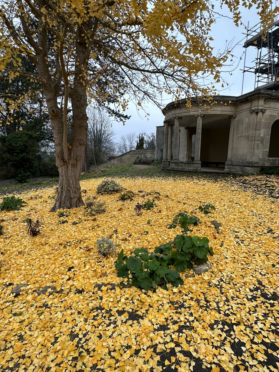 A stunning Autumnal carpet
#fosydneygardens #visitbath #bathmums #holburnemuseum #bathparks #bathwick #bathnesparks