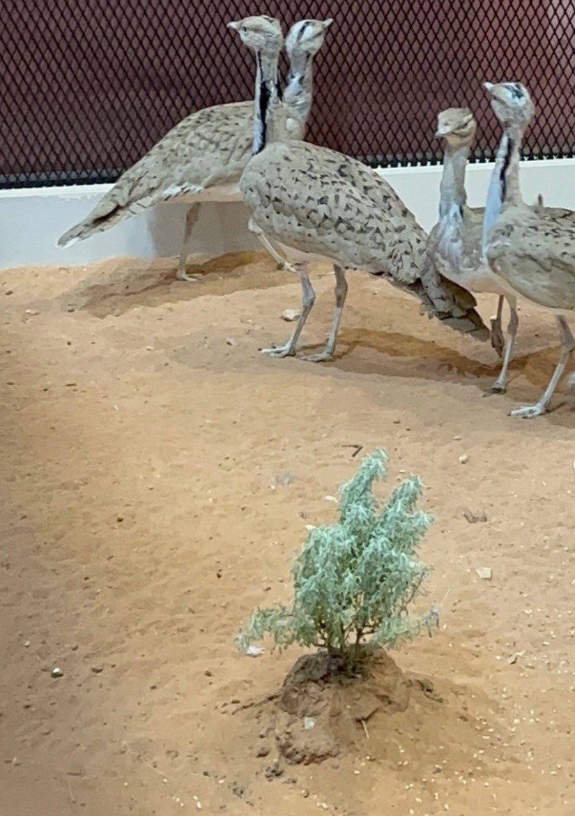 8RNAS_H's tweet photo. سلامي على اللي تسرق الروح والاعجاب
فدتها العرب والروح والصاحب الخيّب 🫀 https://t.co/7GLwsfbzRz