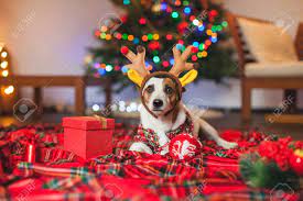 completelycanin's tweet photo. Don’t forget your dog this holiday season! Get Graham’s 2023 top dog gifts now!  #Christmas2023 #dogtraining #CyberMonday #dogsofinstagram #dogs #holidayseason #holidays https://t.co/gPenAQxTWe