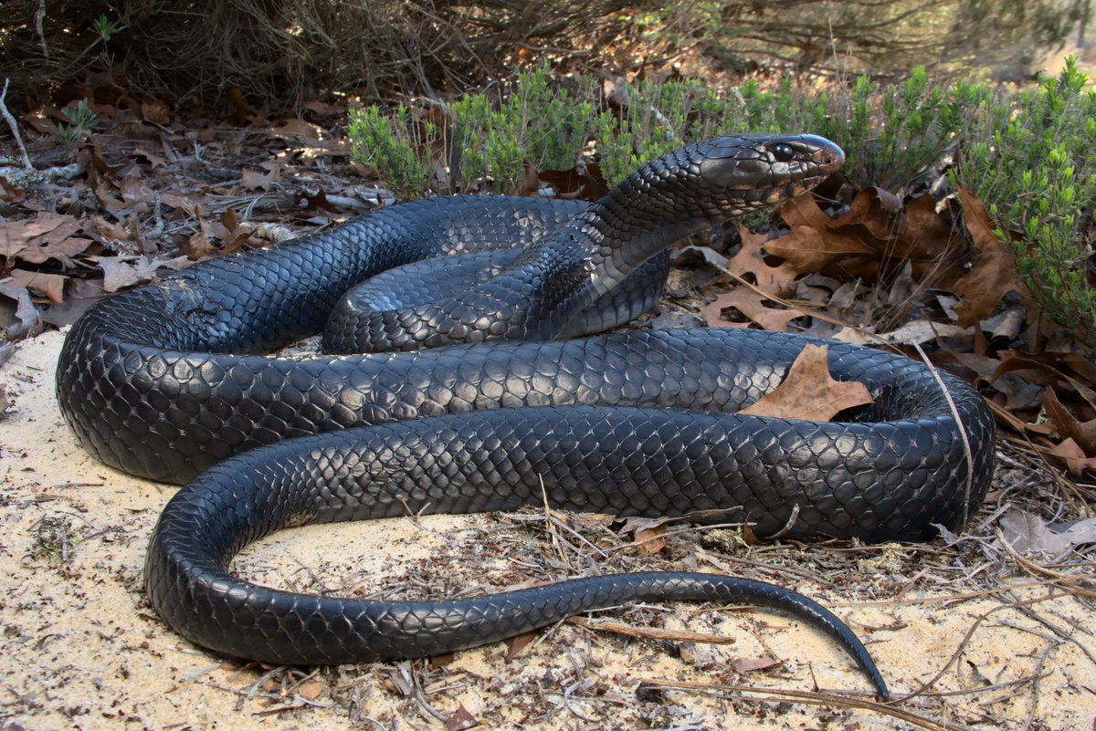 Ben Stegenga tweet media
