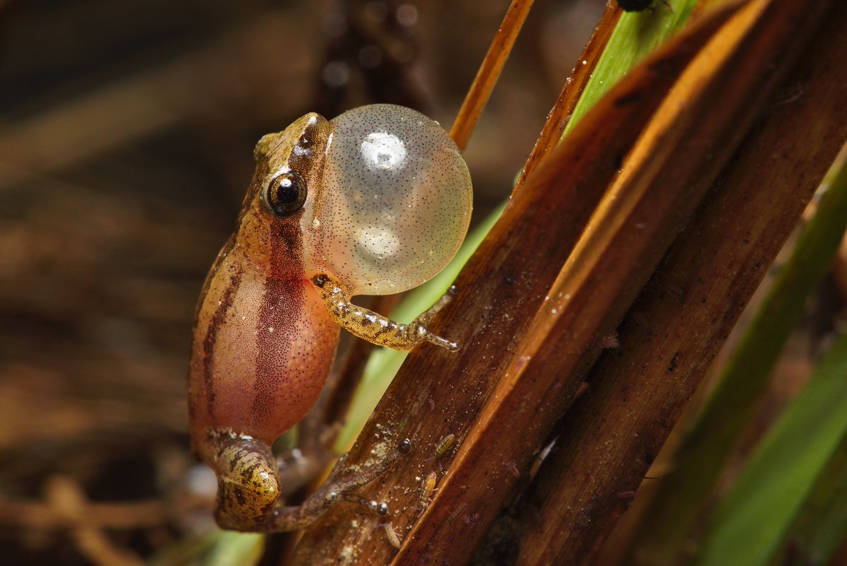 Ben Stegenga tweet media