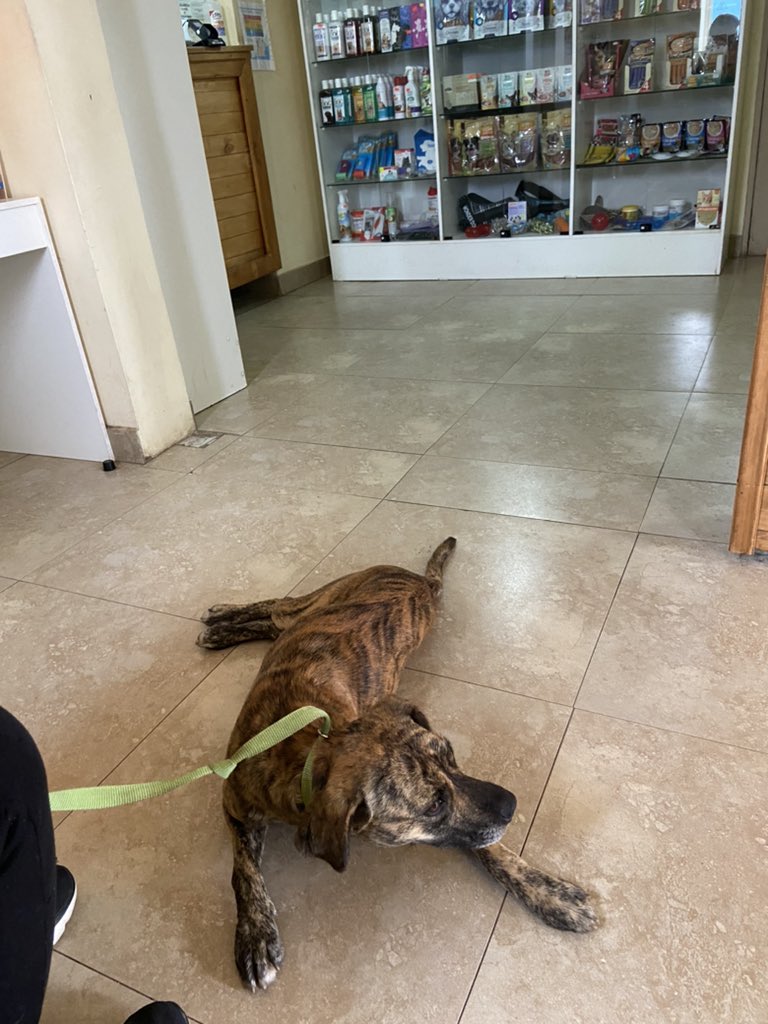 ilovedogs_vale's tweet photo. Estamos en Veterinaria Mastervet, Quilpué. Porfi toda ayuda me sirve😭😭 no quiero dejarla en la calle. Está herida y totalmente desnutrida. Si la logran estabilizar debería ir a hogar temporal pagado😭😭😭 https://t.co/AQrM3cUFiG