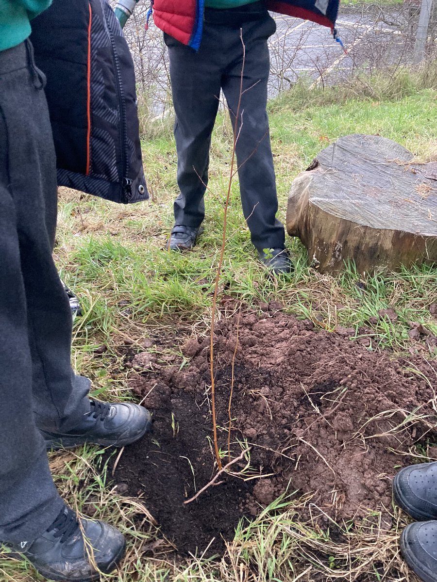 ThornhillPS's tweet photo. Diolch to the Thornhill family who donated two tiny trees for us to plant. @year2tps Nature Club planted them in our bushcraft area and we’re going to register them online so we can track the CO2 they are absorbing! #TPSeco @EcoSchoolsWales #TPSethical #tpsoutdoorlearning https://t.co/bYIcLEiVFh