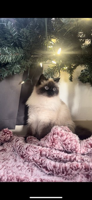 Leroy and Fiona are taking well to the tree. https://t.co/PZAV460VAY