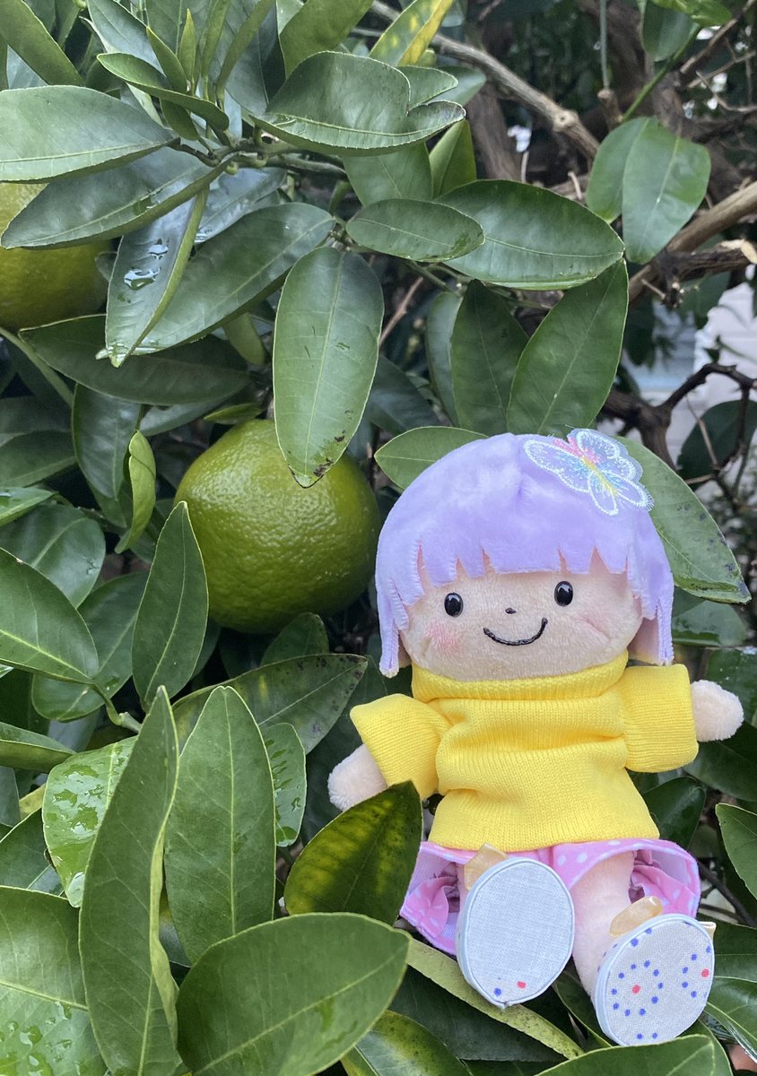 nuigurimer's tweet photo. おはようございます😊
すっかり寒くなりましたね。
#ぬいぐるみの時間  #ぬい撮り #ぬい活 #ハンドメイド #minne #西三河 #ぬいぐるみ https://t.co/EeoNtovsGd