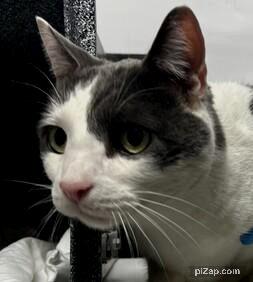 NYCDEATHROWCATS's tweet photo. Ginnie is yet another cat that was found wandering the lobby of an apartment building. According to the finder she had just moved in and noticed this cat walking around and found out that it was the prior tenant's cat that lived there.
https://t.co/GEZOZSpdLd https://t.co/EH1NKzwrIm
