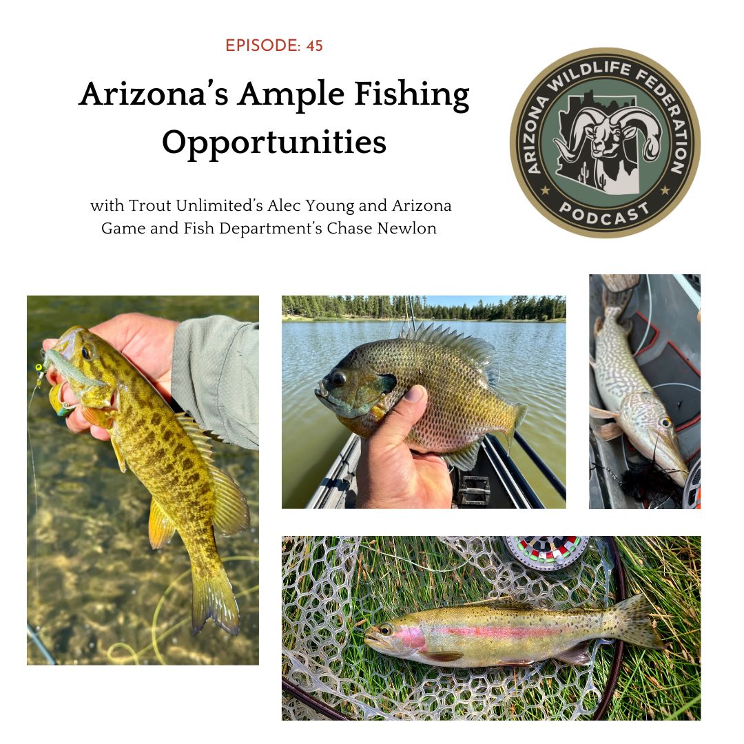 While fall in Arizona is great for a multitude of outdoor activities, fishing should have a prominent place near the top of the From bluegill to Giant flathead catfish, to trophy bass and trout, we cover them all in this episode: podcastq5.podbean.com/e/arizona-s-am…