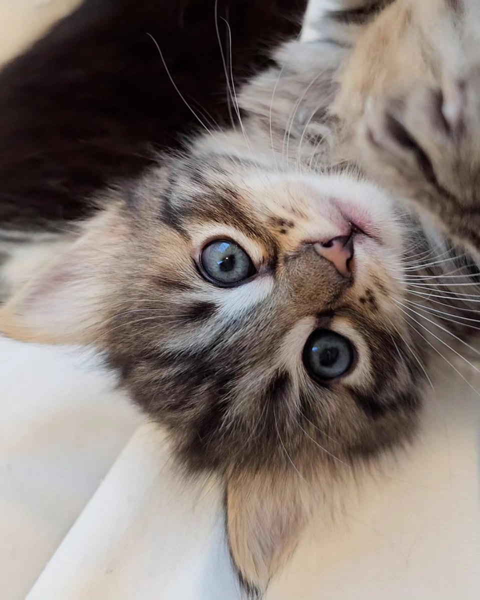 Cute kitten has small teeth #kitten #foster #fosterkittens youtube.com/shorts/QGCCVVI…