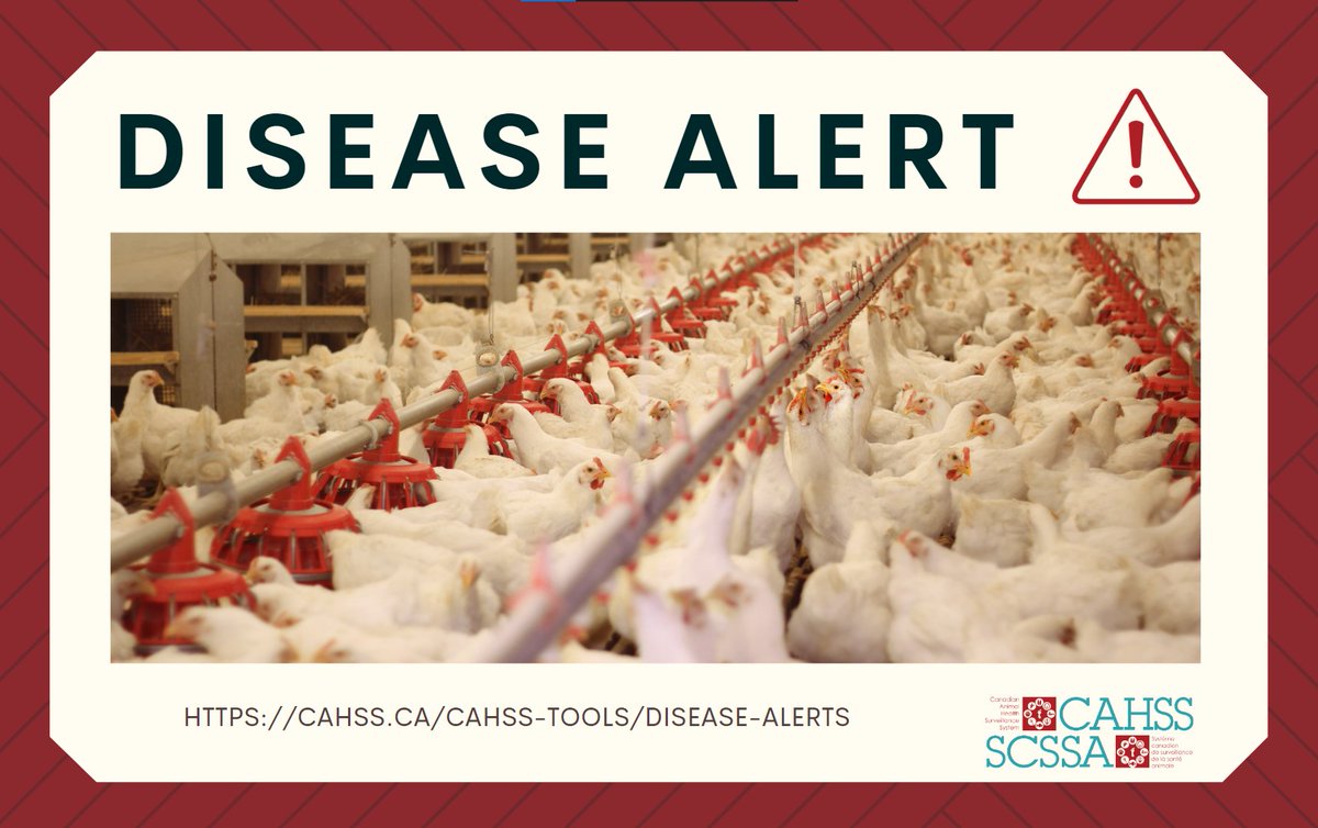 Canadian Animal Health Surveillance System 🇨🇦 (@cahsscanada) on Twitter photo Looking for status updates on #avian #influenza in #BC, #AB, #SK, #MB, and #QC? Visit our disease alerts page: cahss.ca/cahss-tools/di…. Thank you <a href="/InspectionCan/">Canadian Food Inspection Agency</a> for providing information on the infected premises. Looking for status updates on #avian #influenza in #BC, #AB, #SK, #MB, and #QC? Visit our disease alerts page: cahss.ca/cahss-tools/di…. Thank you <a href="/InspectionCan/">Canadian Food Inspection Agency</a> for providing information on the infected premises.