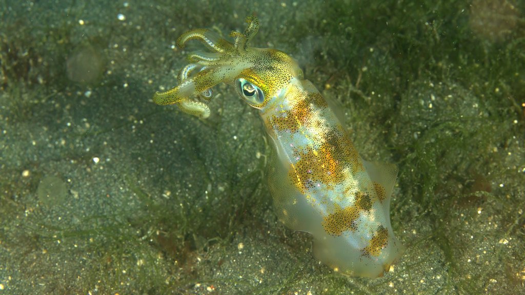 Cephalopods Daily tweet media