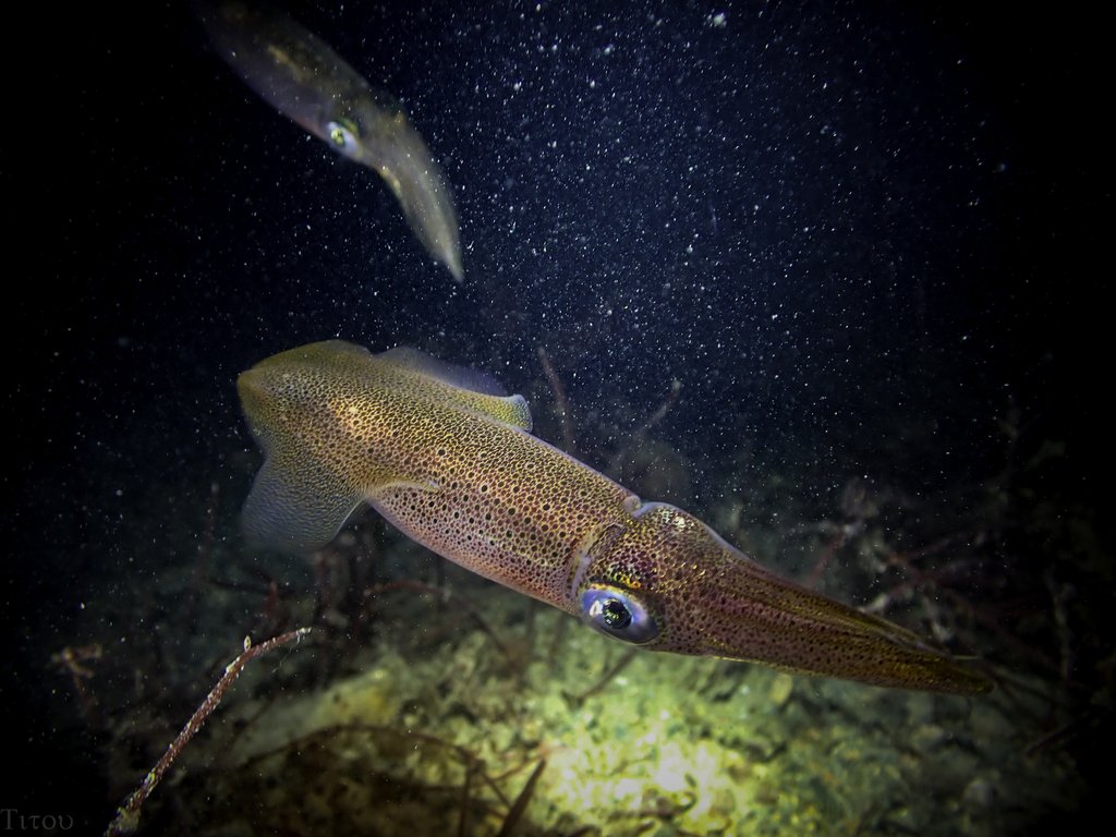 Cephalopods Daily tweet media