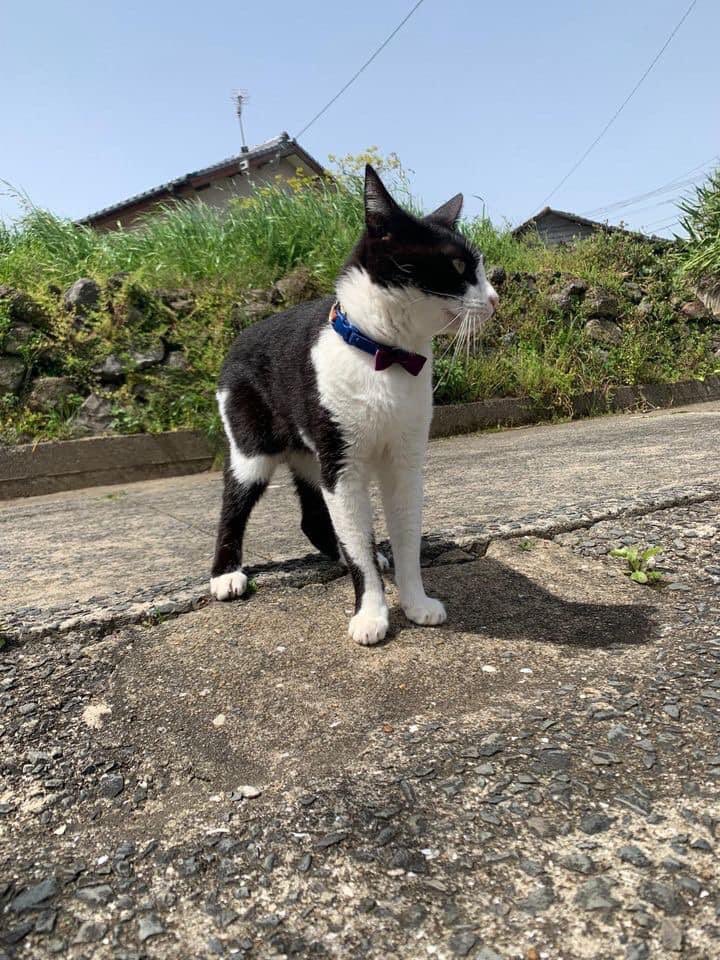 在庫有】 猫のクロちゃん様専用 経年140年 クルド族のアンティークラグ