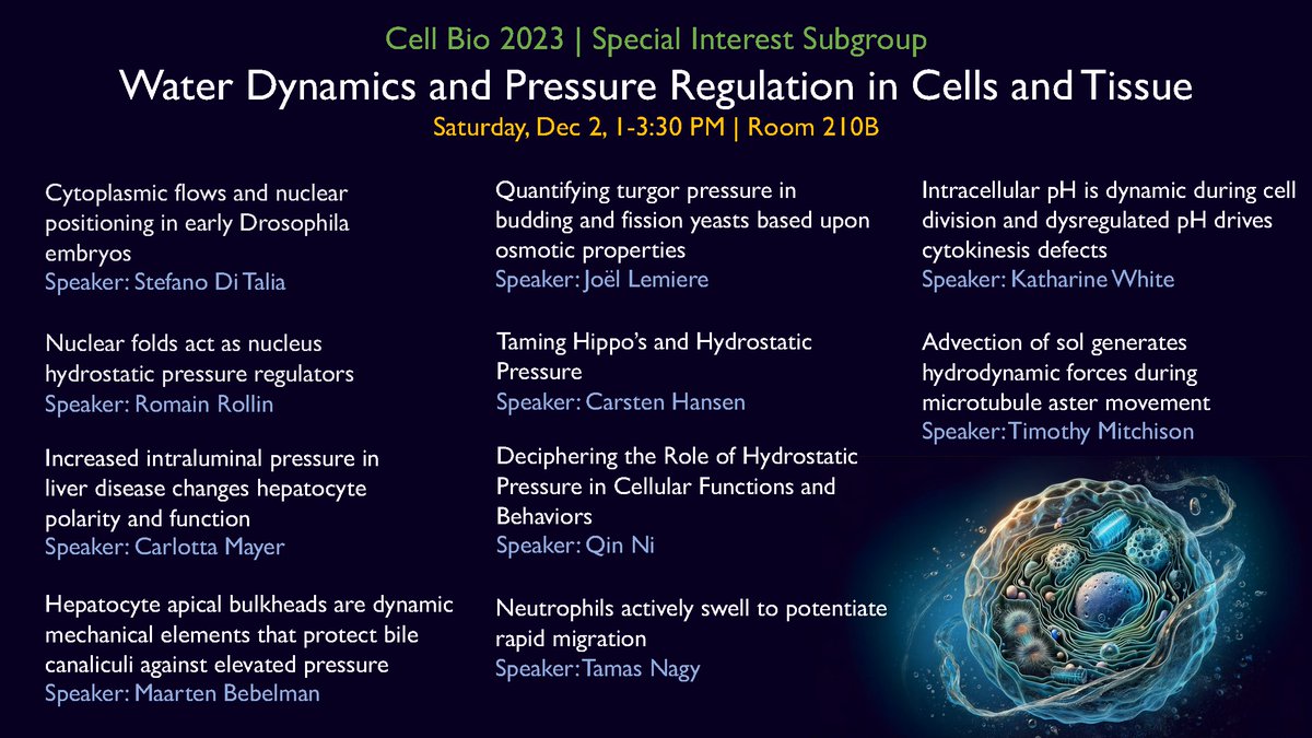 Qin Ni (@qinni09) on Twitter photo Dive into our subgroup "Water Dynamics and Pressure Regulation in Cells and Tissues" at #cellbio2023 #ASCB2023! 🧬Amazing talks given by @ditalialab <a href="/RomainRollin/">Romain Rollin</a> <a href="/c_ma_yer/">Carlotta Mayer</a> <a href="/bebelman_m/">Maarten Bebelman</a> <a href="/JoelLemiere/">Joël Lemière</a> <a href="/gram_lab/">Gram Hansen Lab</a> <a href="/tlngy/">pm</a> <a href="/KWhiteLab/">White Lab</a>, and Timothy Mitchison. Room 210B on Sat, Dec 2, 1PM. Dive into our subgroup "Water Dynamics and Pressure Regulation in Cells and Tissues" at #cellbio2023 #ASCB2023! 🧬Amazing talks given by @ditalialab <a href="/RomainRollin/">Romain Rollin</a> <a href="/c_ma_yer/">Carlotta Mayer</a> <a href="/bebelman_m/">Maarten Bebelman</a> <a href="/JoelLemiere/">Joël Lemière</a> <a href="/gram_lab/">Gram Hansen Lab</a> <a href="/tlngy/">pm</a> <a href="/KWhiteLab/">White Lab</a>, and Timothy Mitchison. Room 210B on Sat, Dec 2, 1PM.