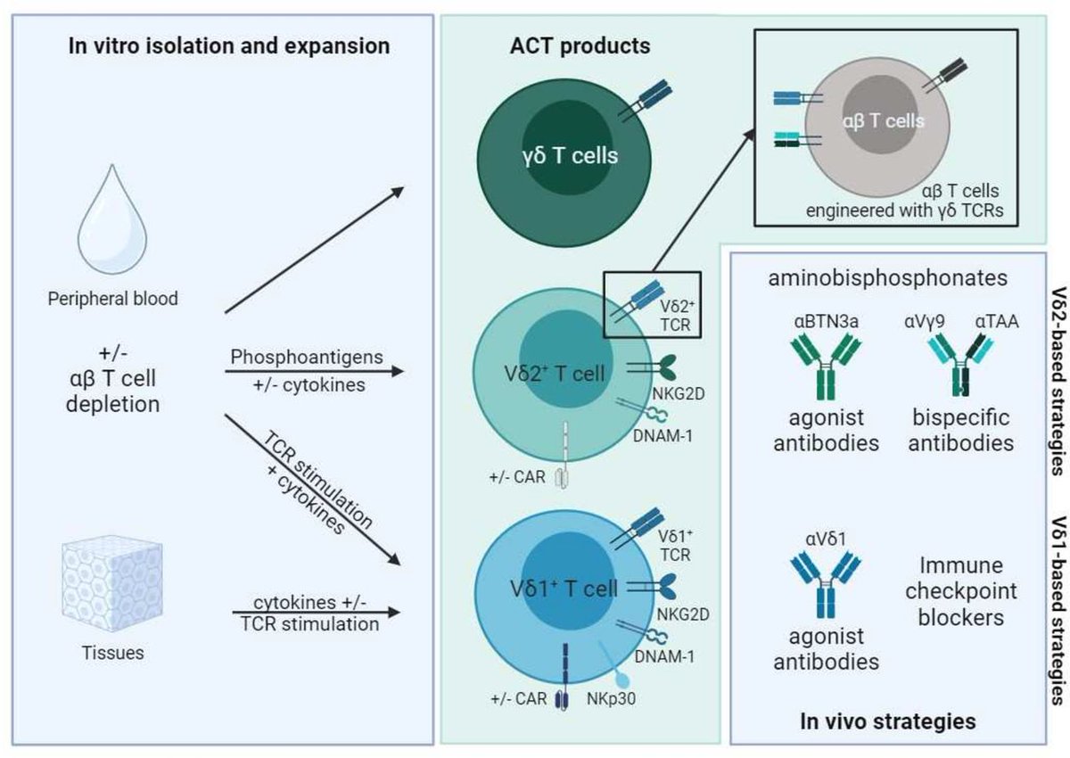 Journal for ImmunoTherapy of Cancer (@jitcancer) on Twitter photo New #JITC review: Therapeutic avenues for γδ T cells in cancer bit.ly/3sSCaOc <a href="/BSilva_Santos/">Bruno Silva-Santos</a> New #JITC review: Therapeutic avenues for γδ T cells in cancer bit.ly/3sSCaOc <a href="/BSilva_Santos/">Bruno Silva-Santos</a>