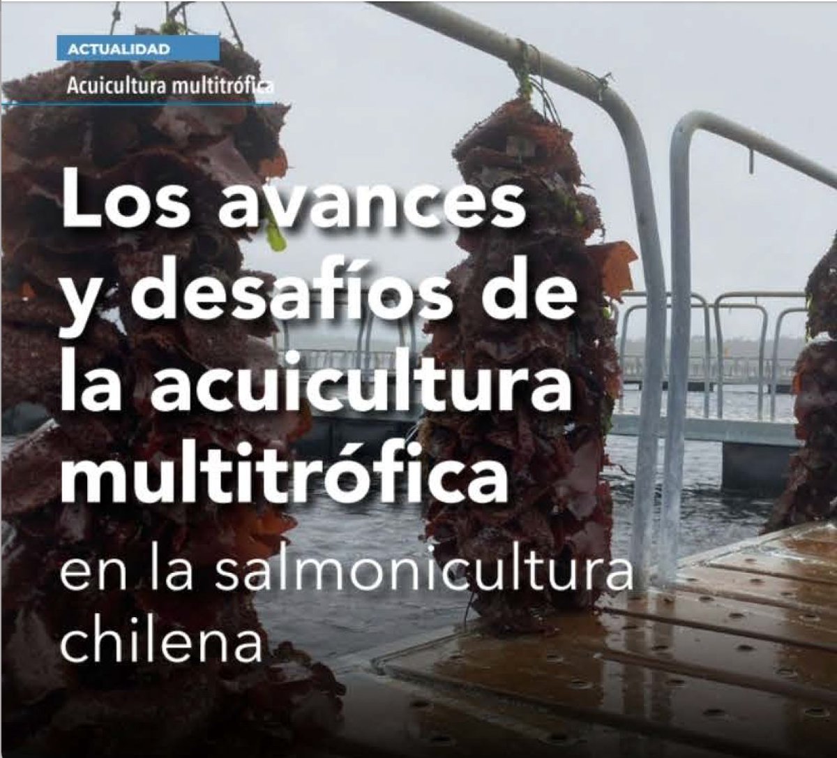Dr A Buschmann, del Centro i~mar ULagos, en #Salmonexpert: "el cultivo de algas próximo a las jaulas de salmones, reduce el nitrógeno excretado por peces que, especialmente en verano, favorece el crecimiento de microalgas dañinas para el medioambiente"👉 tinyurl.com/bdsmz9z5