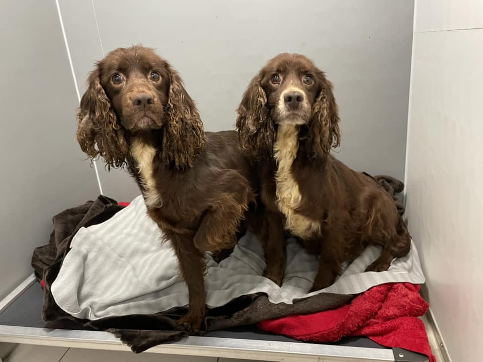 The Animal Team tweet media