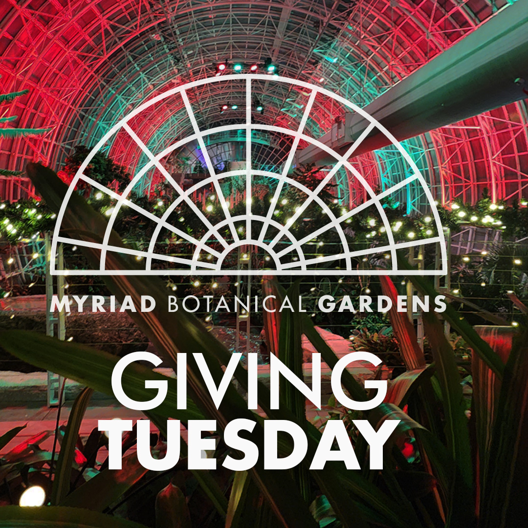 myriadgardens's tweet photo. 🎄 This #GivingTuesday, join us in creating moments of joy at the Gardens by making a meaningful end-of-year contribution. Your generosity will help maintain our stunning 15-acre landscape, filled with vibrant flowers, peaceful green spaces, and serene water features. Your support also helps us ensure our Inasmuch Foundation Crystal Bridge Conservatory is one of the finest in the country. ❤️Please consider donating online and thank you! You can give by going to https://t.co/QDtitORvvD