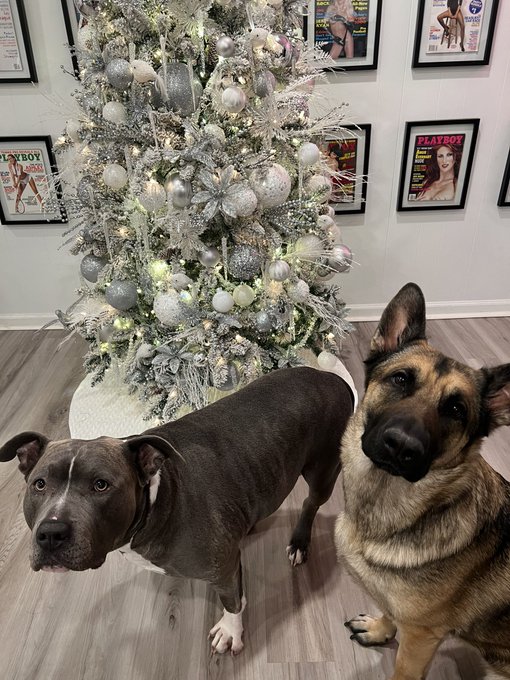 Puppies said hi 👋 https://t.co/HfpIS4oQGM